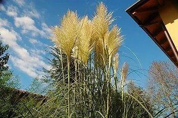 Ca Nuova Feriegård *